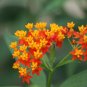10 US seeds Tropical Milkweed