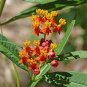 10 US seeds Tropical Milkweed