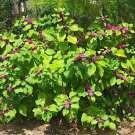 Beautyberry fresh 100 US seeds