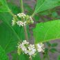 Beautyberry fresh 100 US seeds