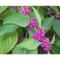 Beautyberry fresh 100 US seeds