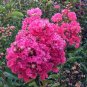 Crape Myrtle Pink Crepe 25 US seeds