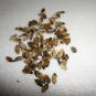 Crape Myrtle Pink Crepe 25 US seeds