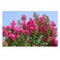 Crape Myrtle Pink Crepe 25 US seeds