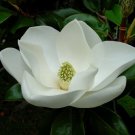 30 US seeds Southern Magnolia