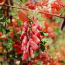 20 US seeds Scarlet Wisteria