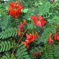 20 US seeds Scarlet Wisteria