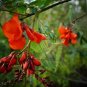 20 US seeds Scarlet Wisteria