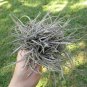 Ball Moss fresh 30 US seeds