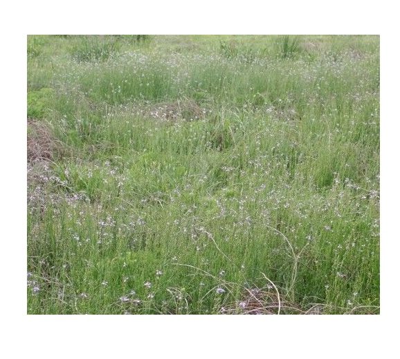 100 US seeds Oldfield Toadflax