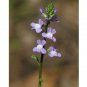 100 US seeds Oldfield Toadflax