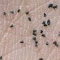 100 US seeds Oldfield Toadflax