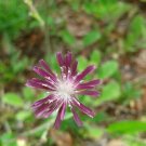 Ironweed fresh 25 US seeds