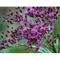 Ironweed fresh 25 US seeds