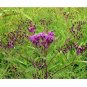 Ironweed fresh 25 US seeds