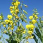 20 US seeds Yellow Rattlebox