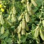 20 US seeds Yellow Rattlebox