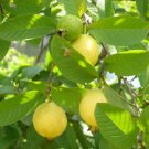 Guava fresh 30 US seeds