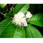Guava fresh 30 US seeds