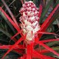 5 US seeds Wild Pineapple