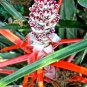 5 US seeds Wild Pineapple