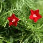 10 US seeds Cypress Vine Red