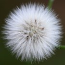 50 US seeds Sow Thistle