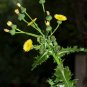 50 US seeds Sow Thistle