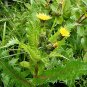 50 US seeds Sow Thistle