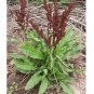50 US seeds Curly Dock