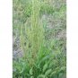 50 US seeds Curly Dock