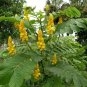 Candle Bush fresh 10 US seeds