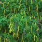 Chinese Tallow Popcorn Tree ORNAMENTAL 20 US seeds