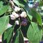 Chinese Tallow Popcorn Tree ORNAMENTAL 20 US seeds