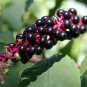 100 US seeds Pokeweed