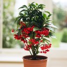 Coral Berry Christmas 5 US seeds