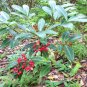 Coral Berry Christmas 5 US seeds