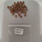 Coral Berry Christmas 5 US seeds