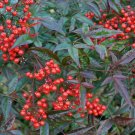 Nandina ORNAMENTAL 20 US seeds