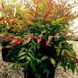 Nandina ORNAMENTAL 20 US seeds