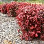 Nandina ORNAMENTAL 20 US seeds