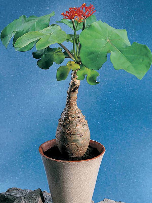 3 US seeds Buddha Belly