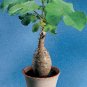 3 US seeds Buddha Belly