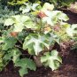 3 US seeds Buddha Belly