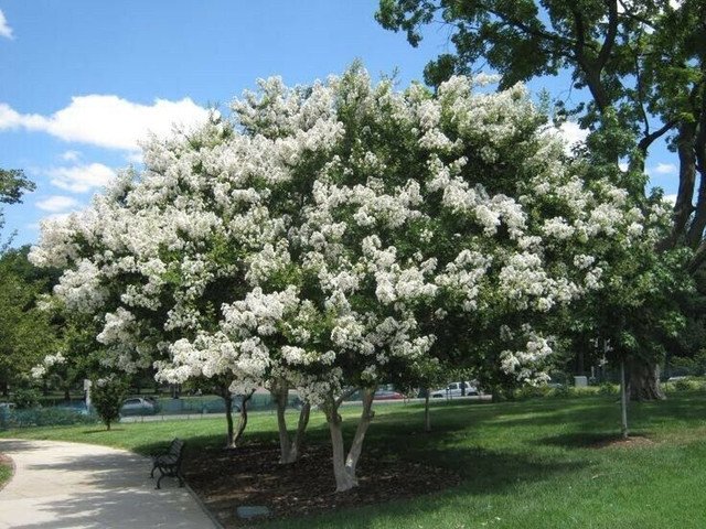 Crape Myrtle White 25 US seeds