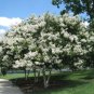 Crape Myrtle White 25 US seeds