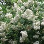 Crape Myrtle White 25 US seeds