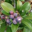 100 US seeds Indian Hawthorn