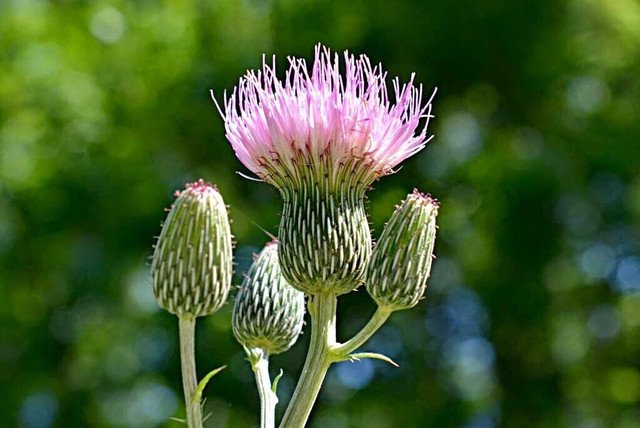 10 US seeds Nuttalls Thistle