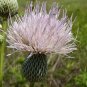 10 US seeds Nuttalls Thistle